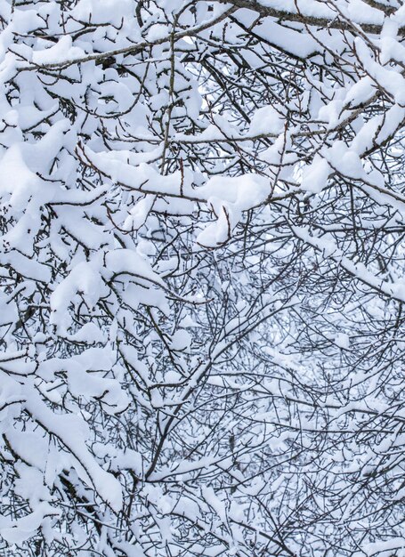 Árvores cobertas de neve fofas ramificam o cenário natural com neve branca Queda de neve no parque de inverno