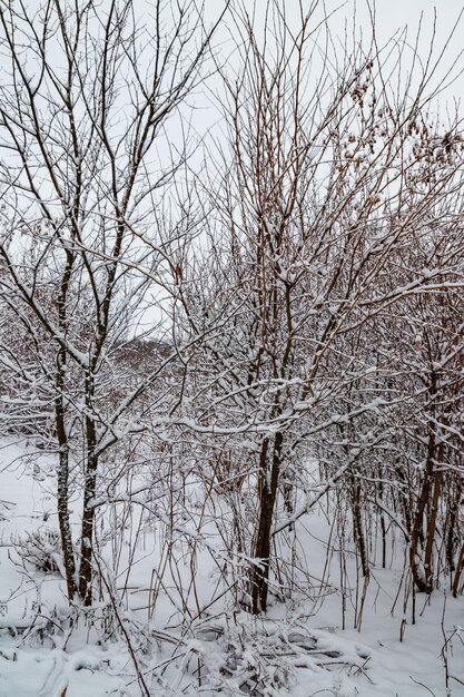 Árvores cobertas de neve fresca na floresta de inverno