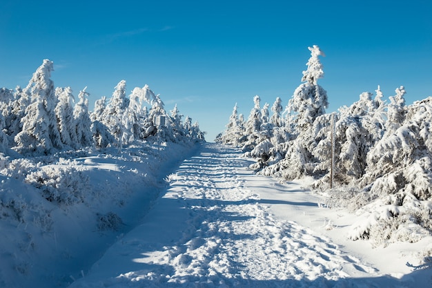 Árvores cobertas de neve na floresta com estrada Nevada