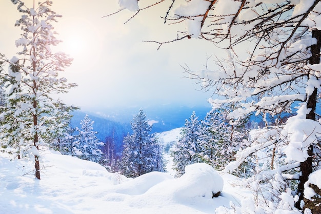 Árvores cobertas de neve na floresta de inverno ao pôr do sol. Bela paisagem de inverno.