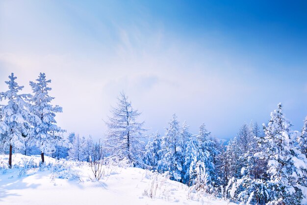 Árvores cobertas de neve na floresta de inverno ao pôr do sol. Bela paisagem de inverno.