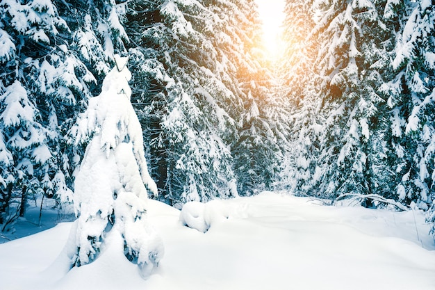 Árvores cobertas de neve na floresta de inverno ao pôr do sol. Linda paisagem de inverno