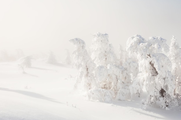 Árvores cobertas de neve na floresta de inverno. Bela paisagem de inverno.