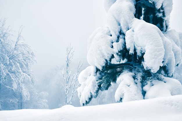 Árvores cobertas de neve na floresta de inverno em dia nublado. Bela paisagem de inverno.