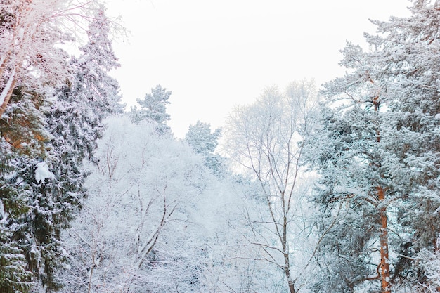 Árvores cobertas de neve na floresta de inverno