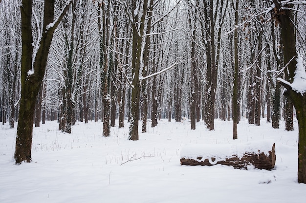 Árvores cobertas de neve na floresta no inverno