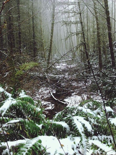 Árvores cobertas de neve na floresta