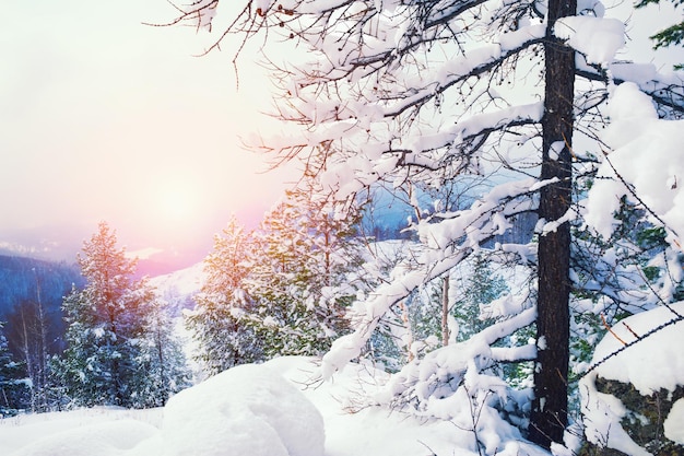 Árvores cobertas de neve nas montanhas ao pôr do sol. Linda paisagem de inverno