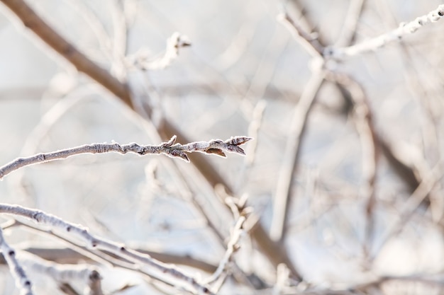 Árvores cobertas de neve no inverno