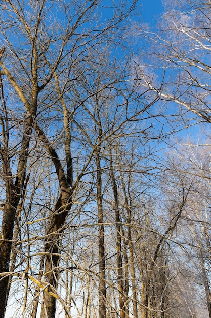 Árvores cobertas de neve no inverno