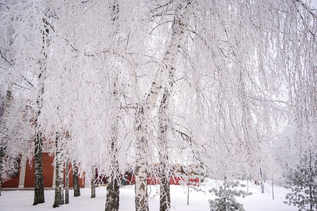 Árvores cobertas de neve no parque de inverno