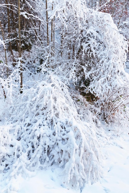 Árvores cobertas de neve perto da mina de sal de Bex, na Suíça, no inverno. O Complexo de Mineração de Sal está listado como patrimônio suíço de importância nacional.