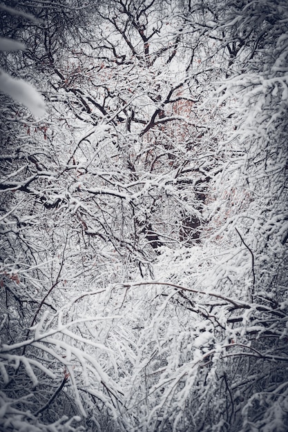 Árvores cobertas de neve plantam floresta no inverno