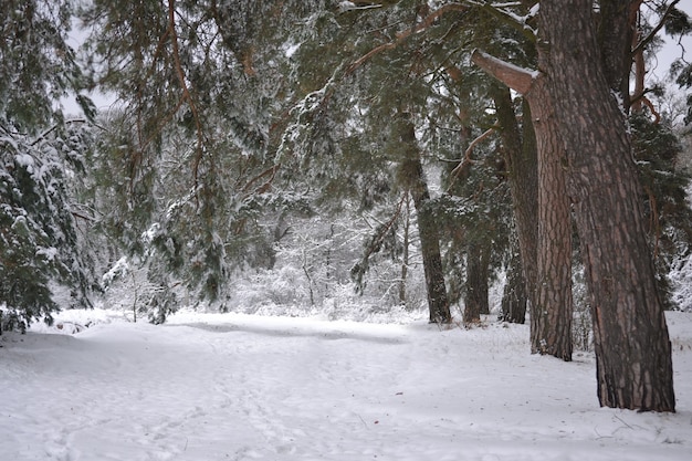 Árvores cobertas de neve plantam floresta no inverno