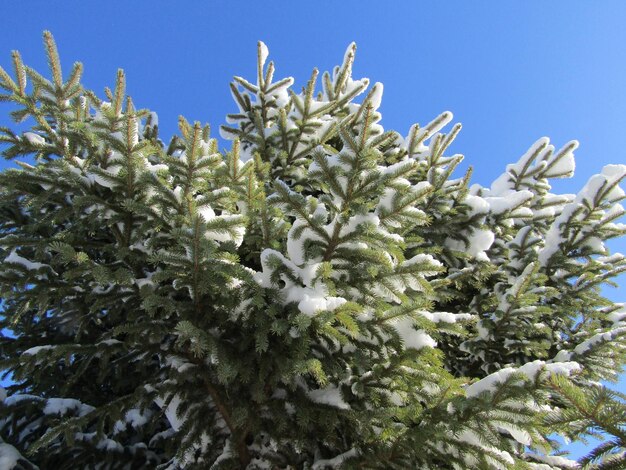 Árvores cobertas de neve