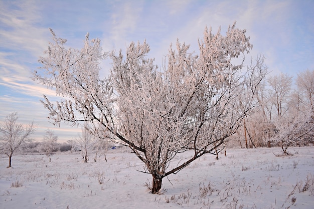 Árvores cobertas de neve