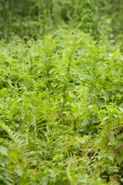 Árvores cobertas de vegetação.