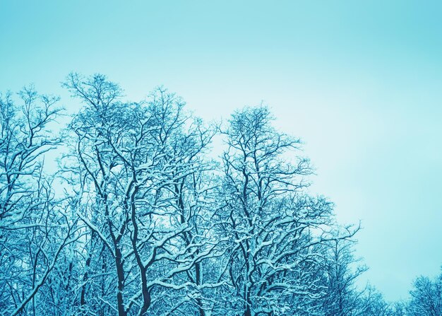 Árvores cobertas pela neve contra o céu em um dia de inverno