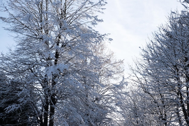 Árvores cobertas pelo espaço da cópia da neve