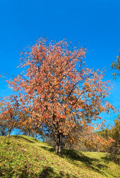Árvores coloridas de outono na colina da montanha