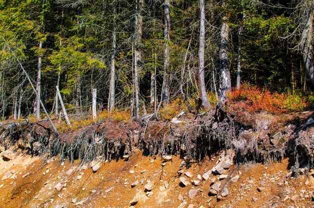 Árvores coloridas de outono na floresta