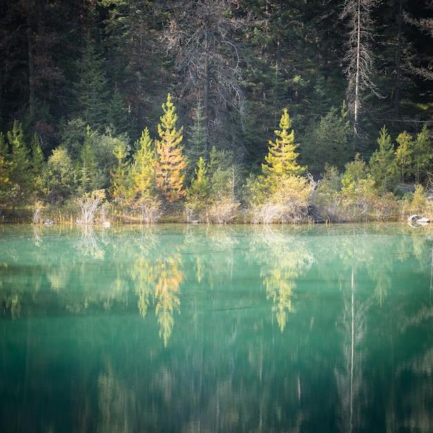 Árvores coloridas de outono refletidas no lago alpino esverdeado intocado Jasper National Park Canadá