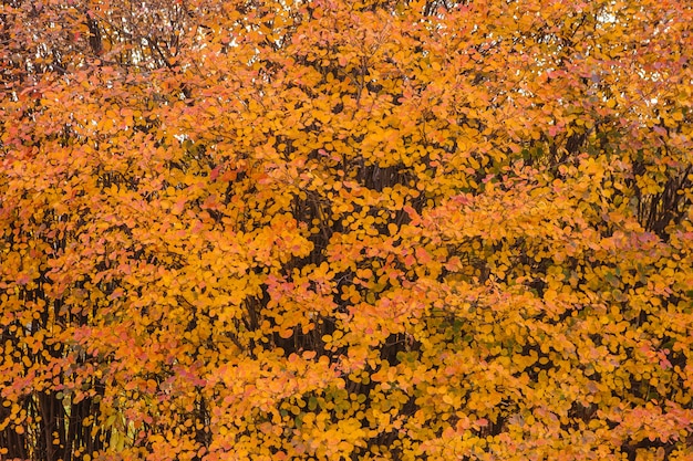 Árvores coloridas do outono e folhas caídas
