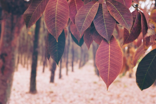 Árvores coloridas na temporada de primavera