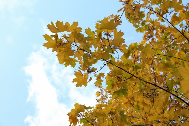 Árvores com as folhas amareladas contra o céu azul.