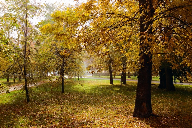 Árvores com folhagem dourada ficam no chão espalhadas com folhas de outono em um parque de outono