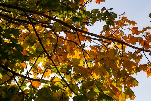 Árvores com folhagem laranja na temporada de outono