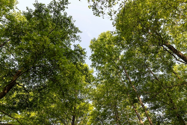 Árvores com folhagem verde em uma floresta mista