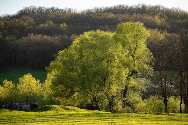 Árvores com folhas verdes. Dia ensolarado de verão. Natureza bela.