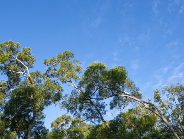 Árvores com folhas verdes e fundo de céu azul