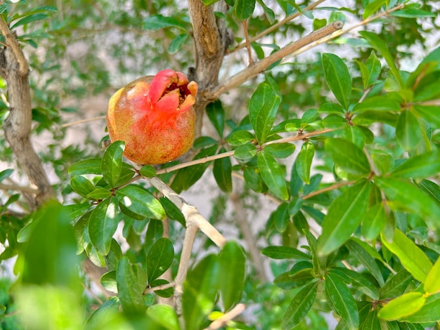 Árvores com frutos de romã