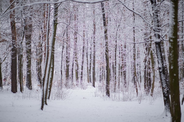 Árvores com galhos e folhas na neve no inverno