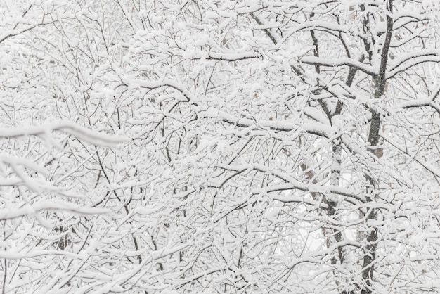 Árvores com neve em winter park. Dia de neve, céu nublado.