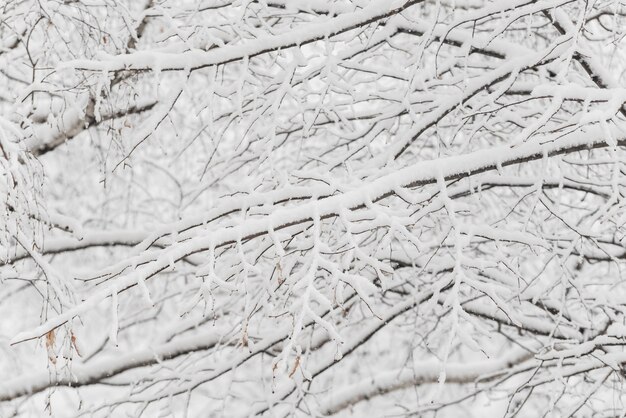 Árvores com neve em winter park. Dia de neve, céu nublado.