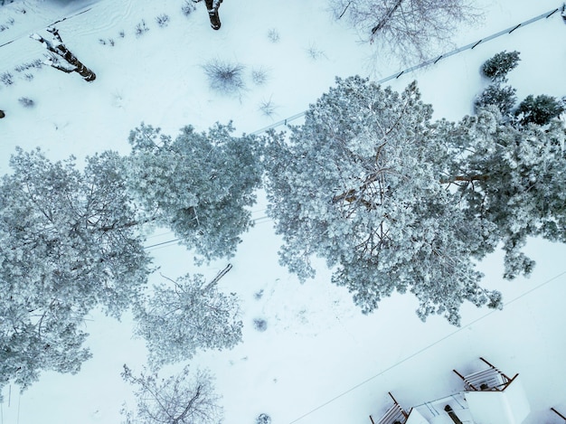 Árvores com neve no inverno frio, vista superior b