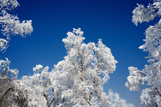 Árvores com neve