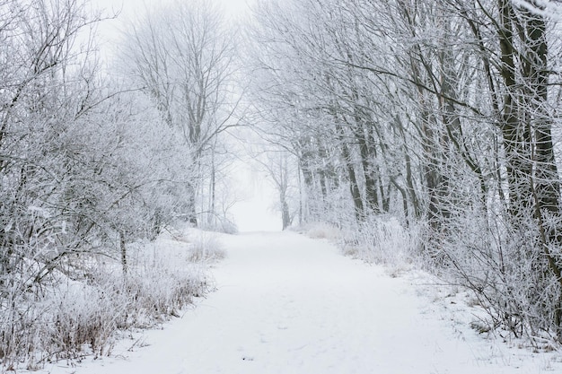 Árvores congeladas e caminho no inverno branco de neve