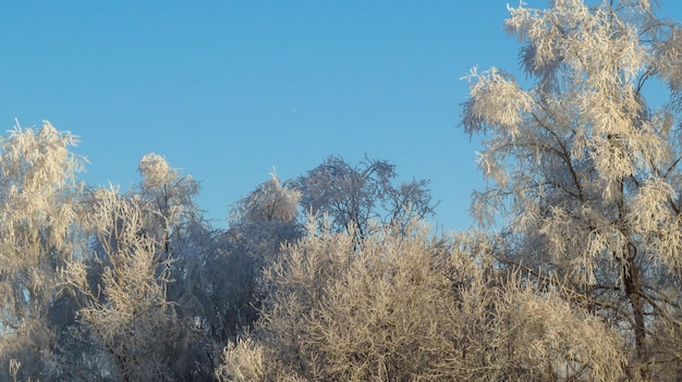 Árvores congeladas em um dia ensolarado de inverno