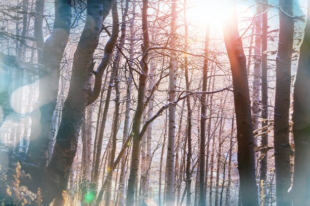 Árvores congeladas na floresta de inverno