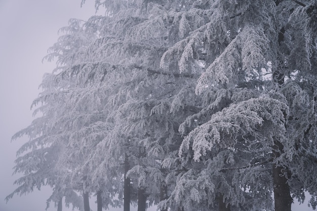 Árvores congeladas na manhã nevoenta