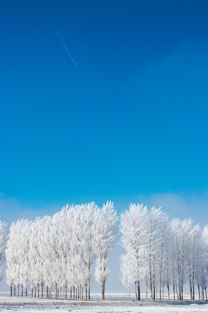 Árvores congeladas na planície em um dia nublado no inverno na Turquia. Árvores no dossel da névoa.