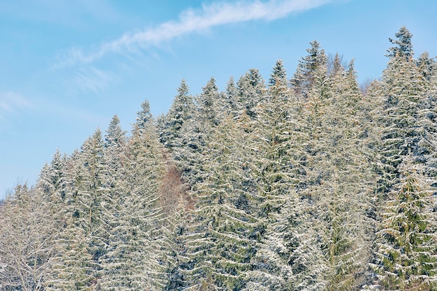 Árvores coníferas cobertas de neve em uma colina contra o céu azul Dia de inverno Cárpatos