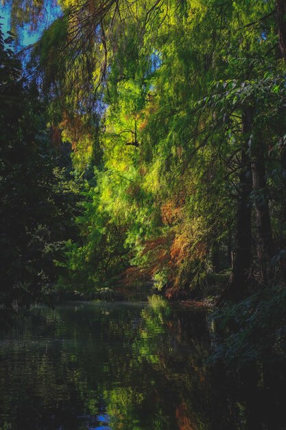 Árvores coníferas crescendo na margem do lago na floresta Foto