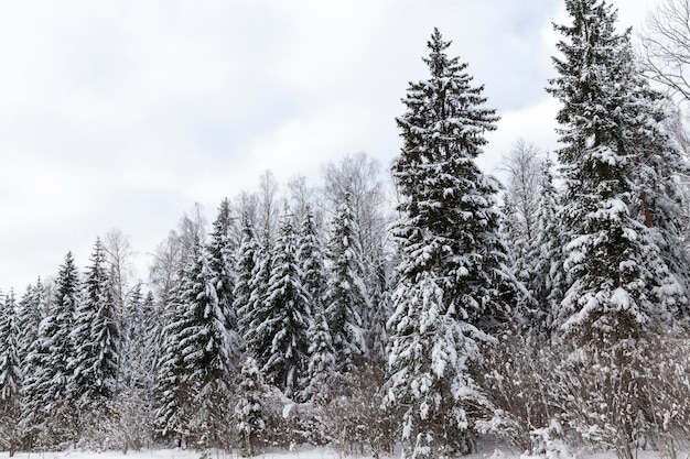 Árvores coníferas e decíduas sem folhagem no inverno, árvores cobertas de neve após nevascas e nevascas