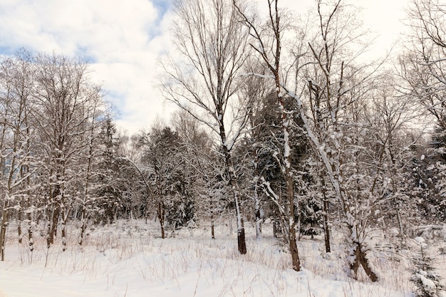 Árvores coníferas e decíduas sem folhagem no inverno, árvores cobertas de neve após nevascas e nevascas