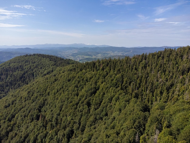 Árvores coníferas na encosta da montanha. Vista aérea do drone.